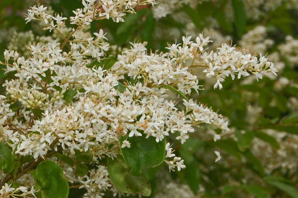 Un arbusto fiorito - Ligustrum sp.